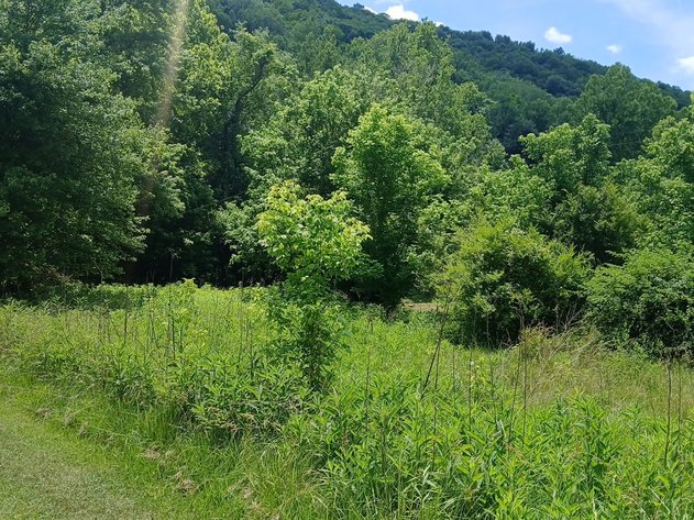 Image for Residential Lot in Charleston Selling to the Highest Bidder