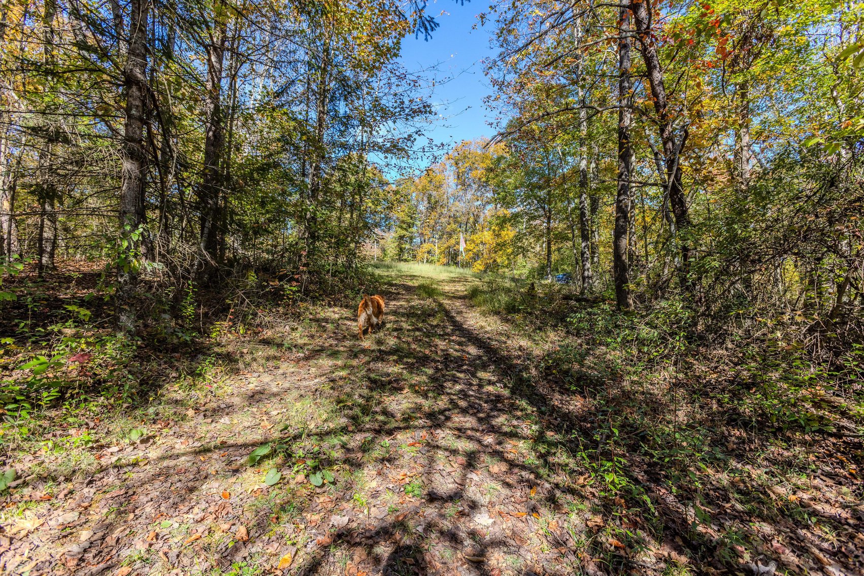 Image for SOLD $93,500 - 13 Acres Adjacent to the New River Gorge