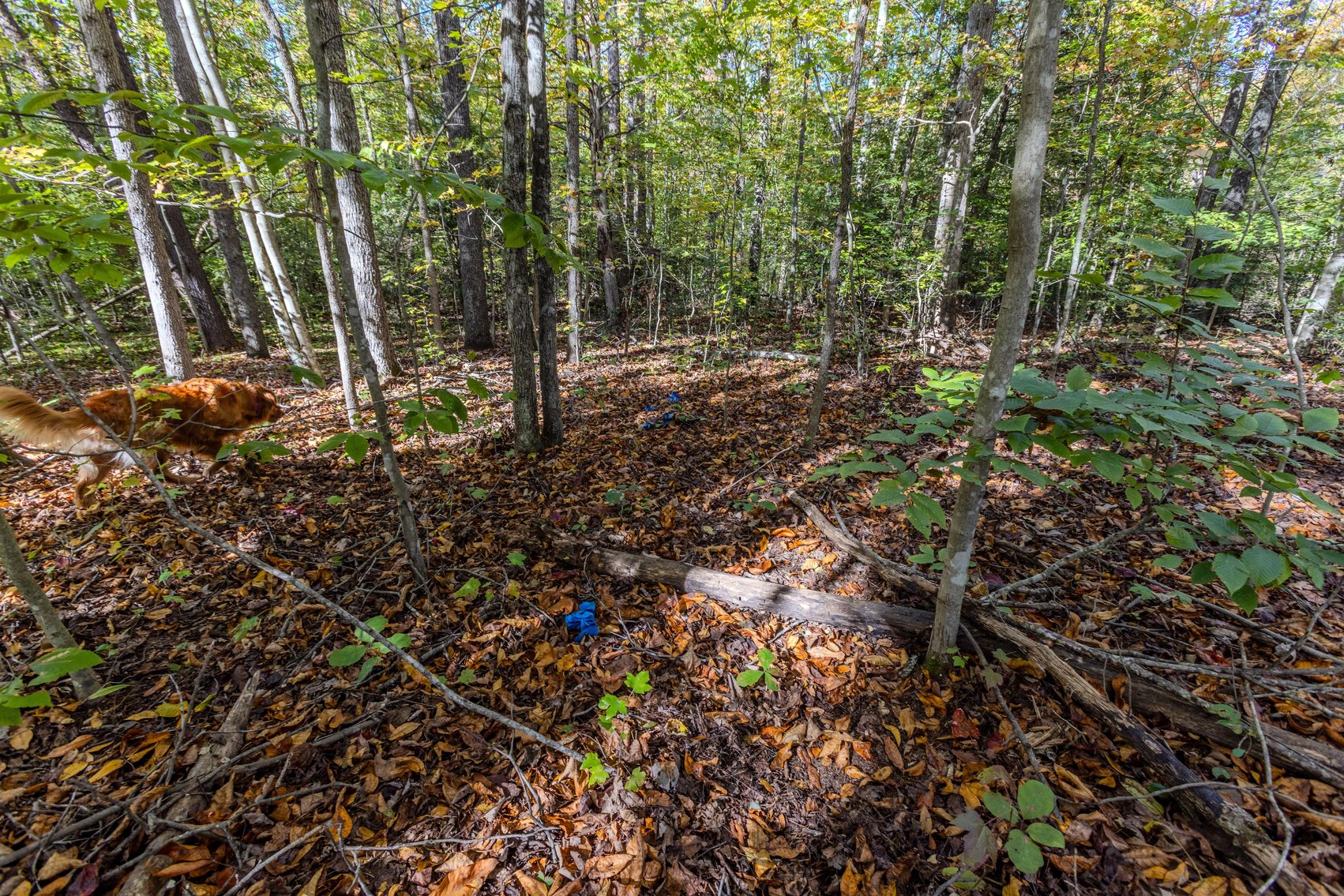 Image for SOLD $93,500 - 13 Acres Adjacent to the New River Gorge