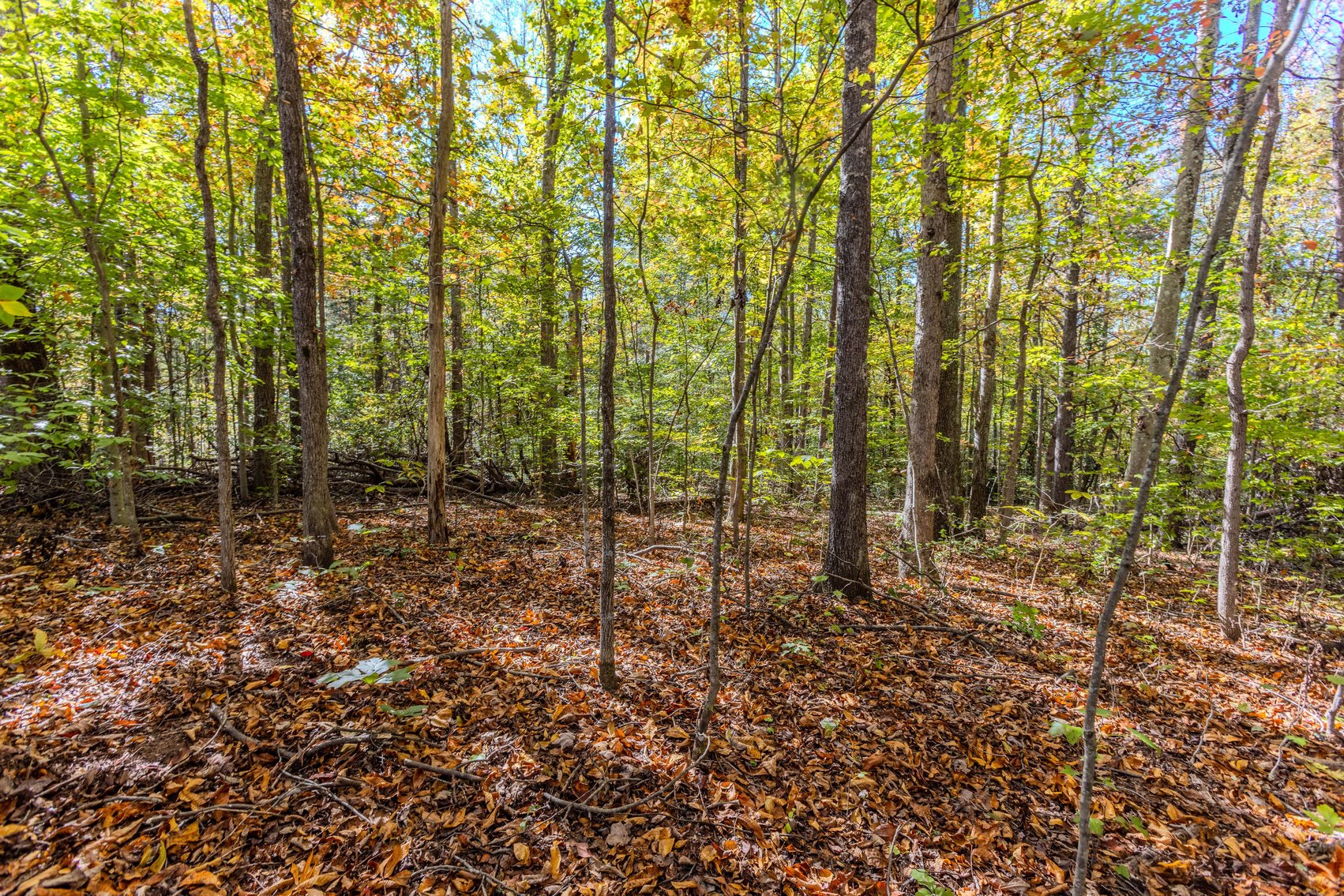 Image for SOLD $93,500 - 13 Acres Adjacent to the New River Gorge