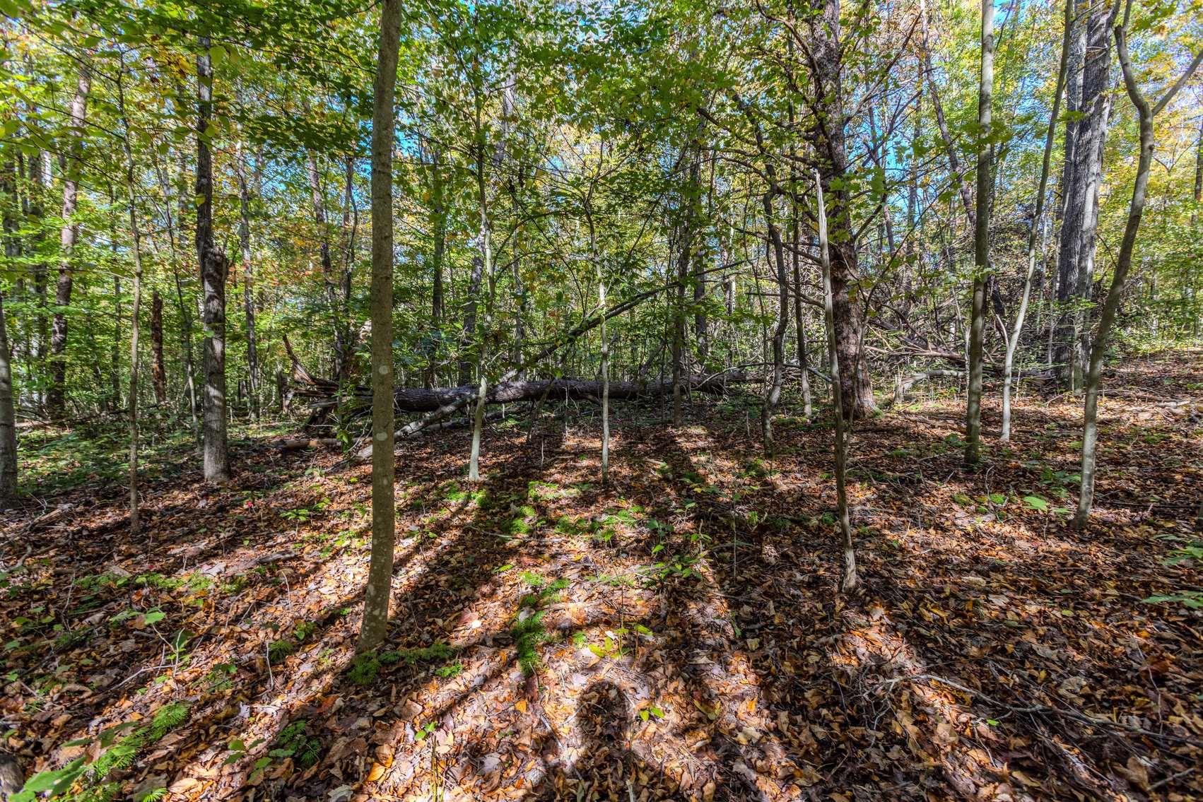 Image for SOLD $93,500 - 13 Acres Adjacent to the New River Gorge