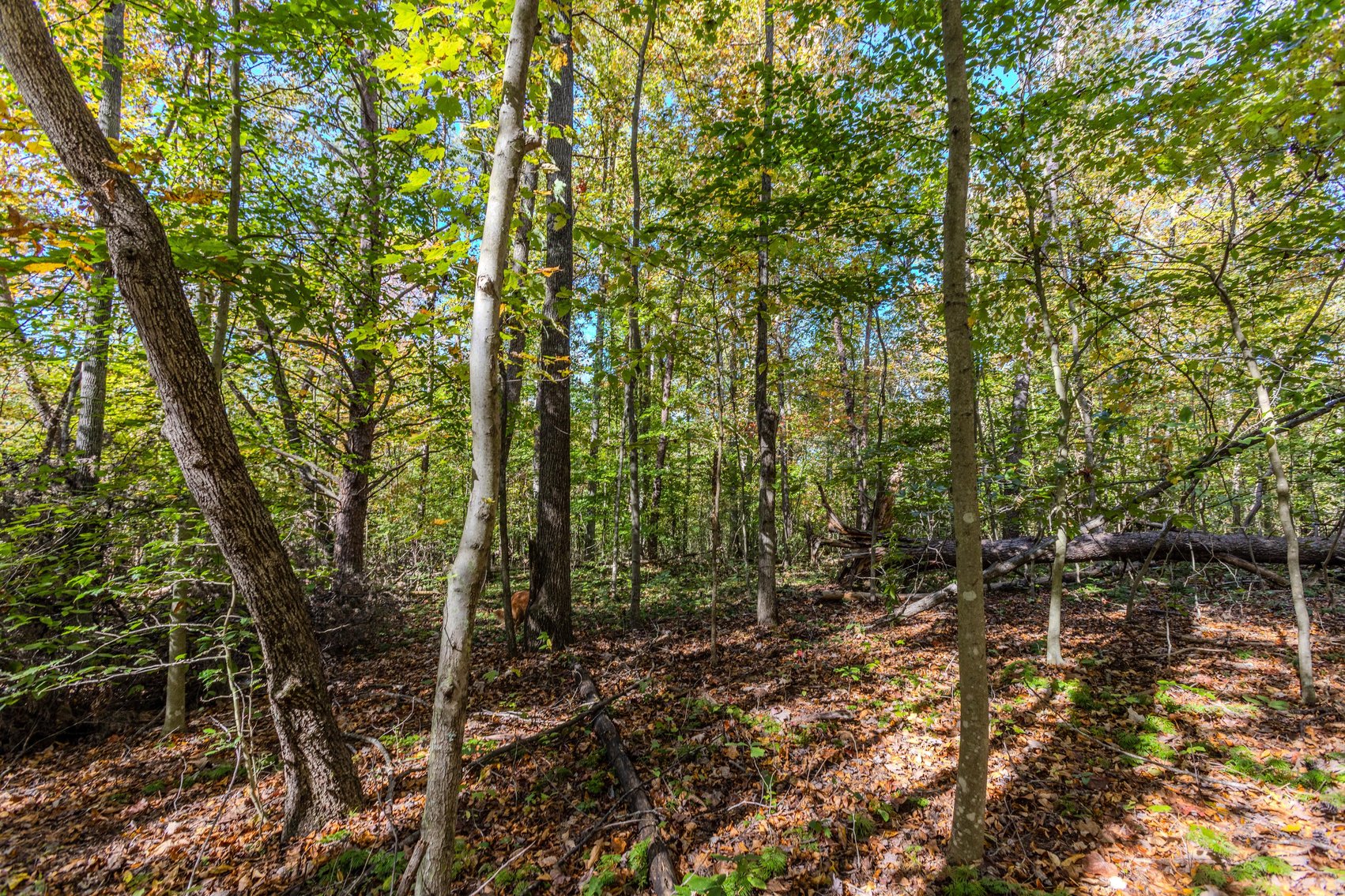 Image for SOLD $93,500 - 13 Acres Adjacent to the New River Gorge
