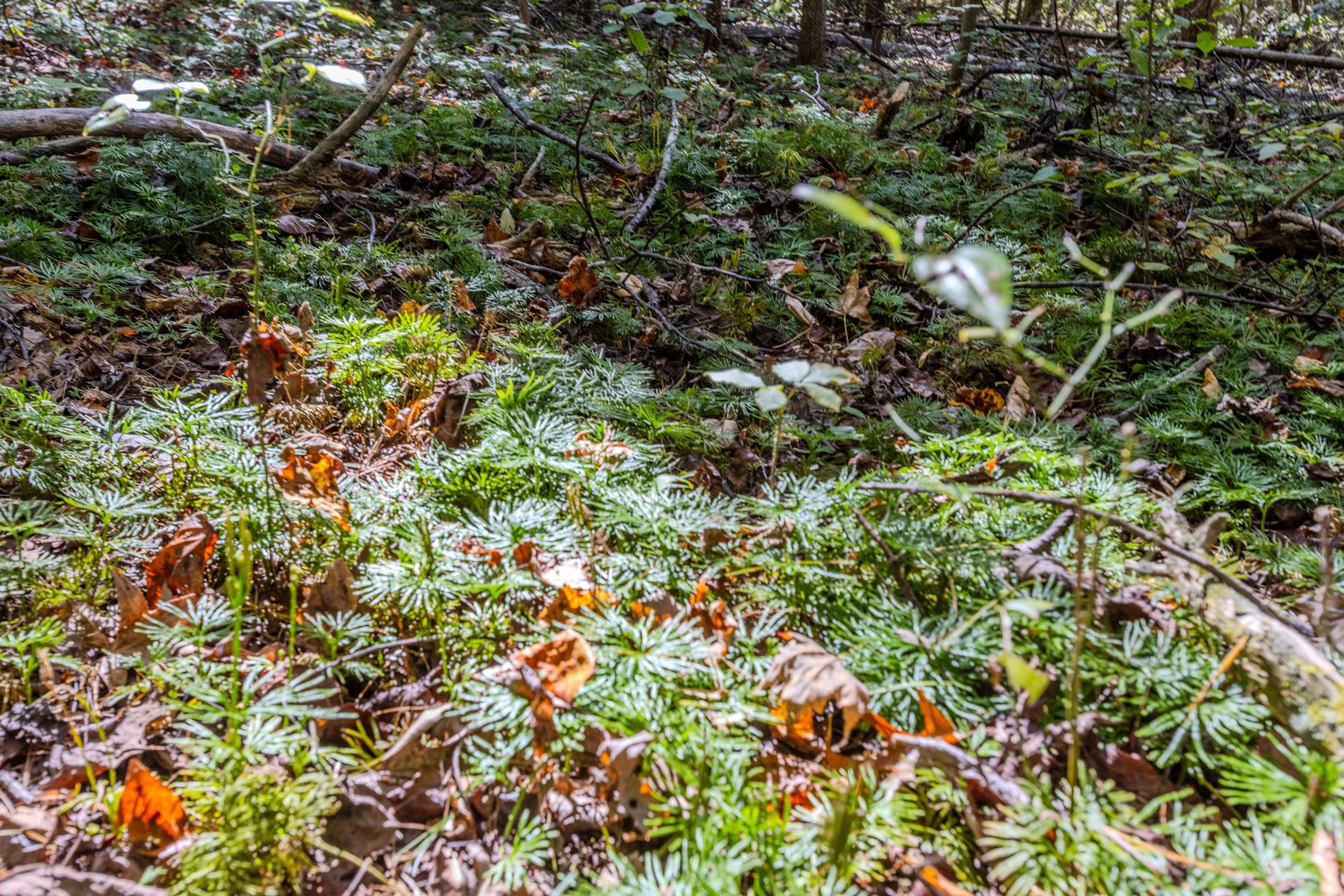 Image for SOLD $93,500 - 13 Acres Adjacent to the New River Gorge