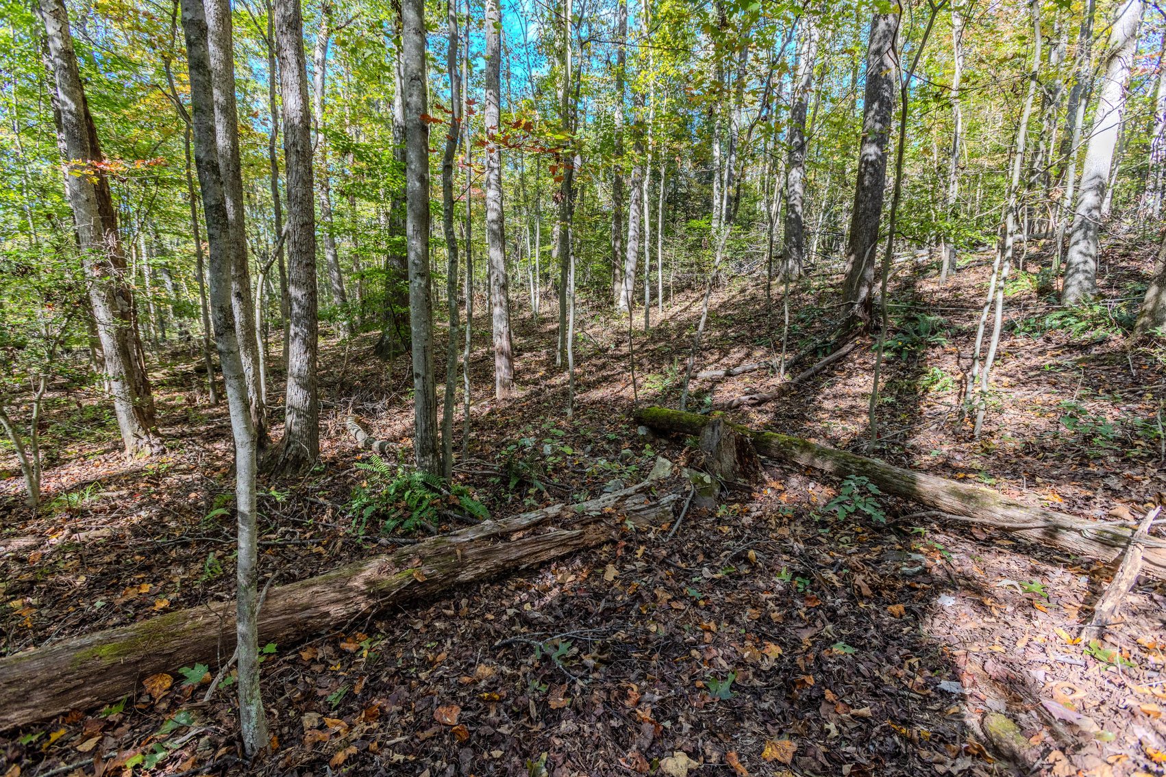 Image for SOLD $93,500 - 13 Acres Adjacent to the New River Gorge