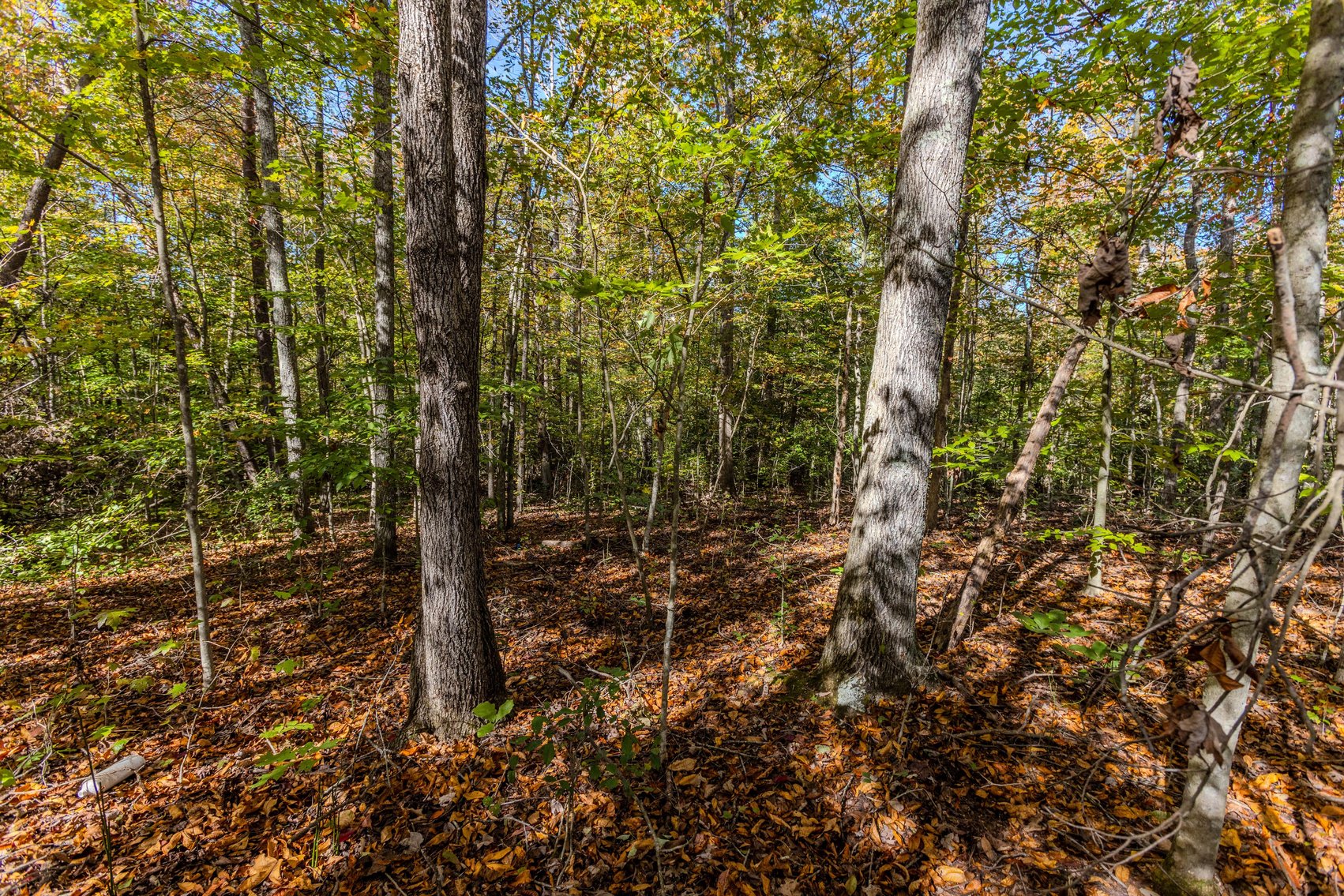 Image for SOLD $93,500 - 13 Acres Adjacent to the New River Gorge