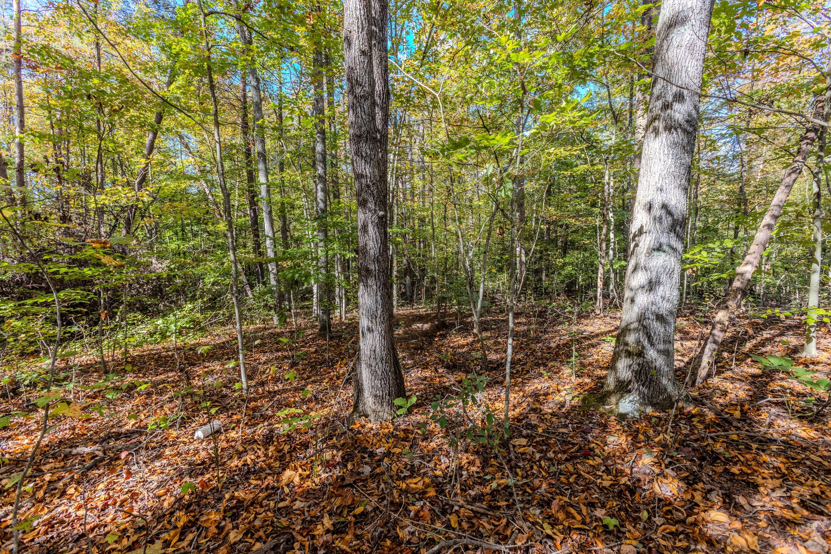 Image for SOLD $93,500 - 13 Acres Adjacent to the New River Gorge