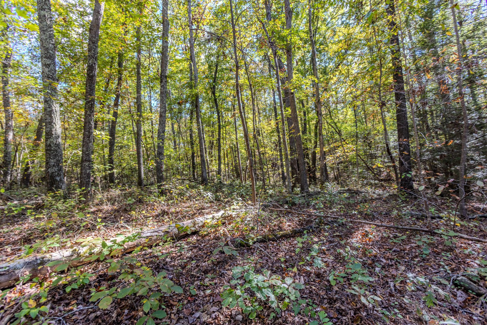 Image for SOLD $93,500 - 13 Acres Adjacent to the New River Gorge