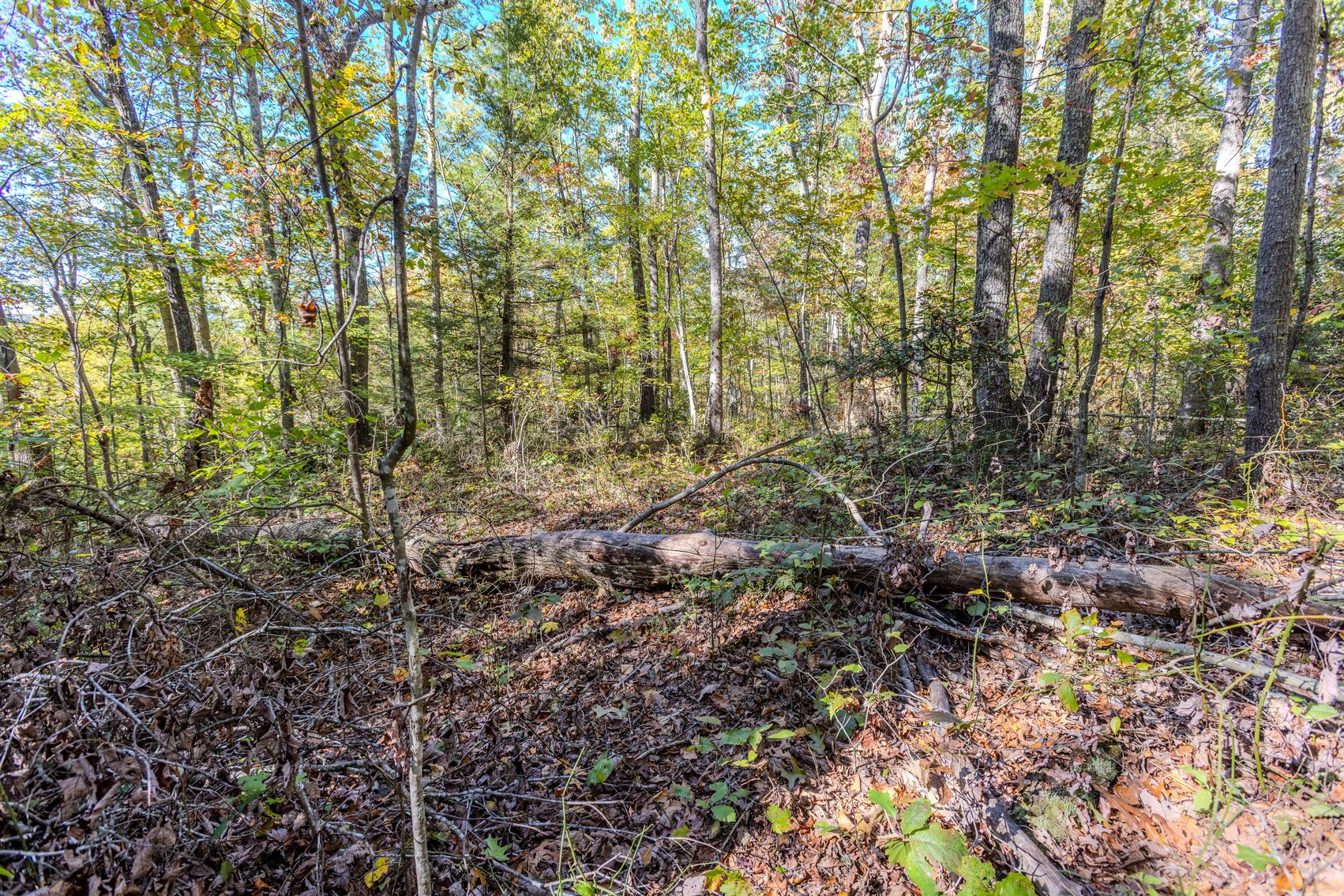 Image for SOLD $93,500 - 13 Acres Adjacent to the New River Gorge