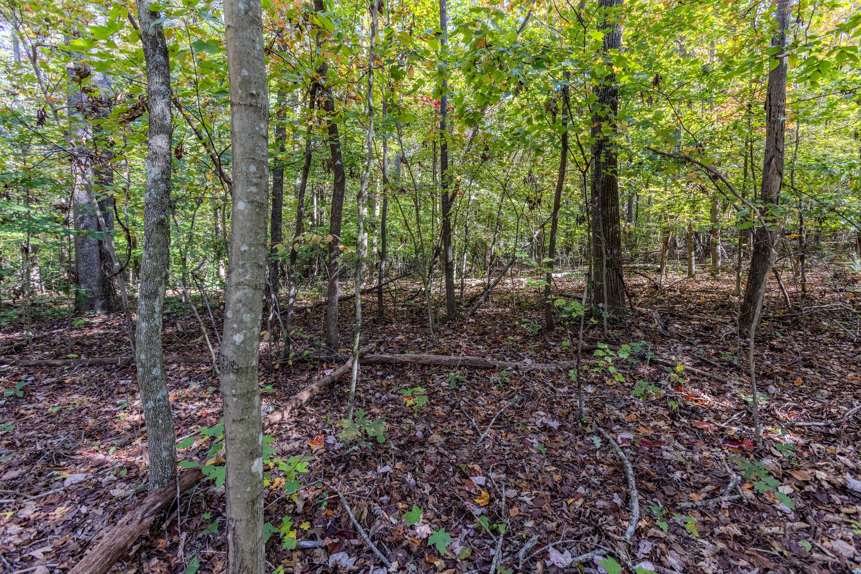 Image for SOLD $93,500 - 13 Acres Adjacent to the New River Gorge
