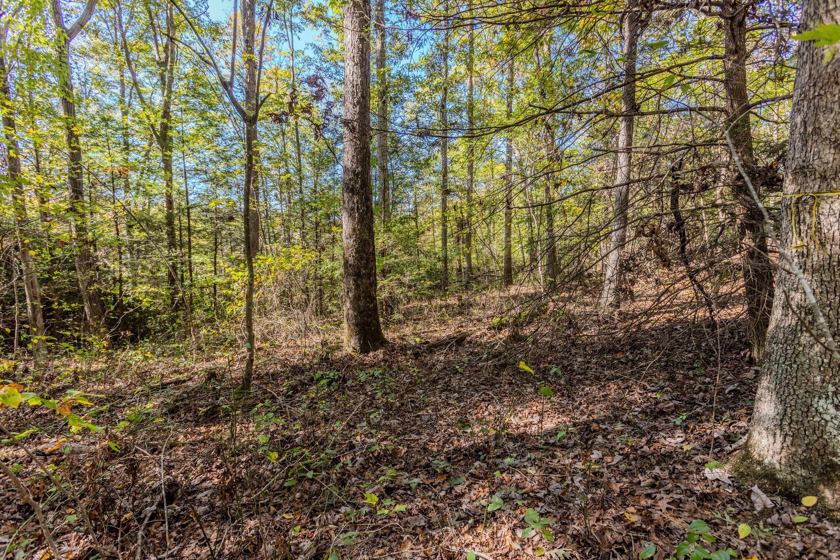 Image for SOLD $93,500 - 13 Acres Adjacent to the New River Gorge