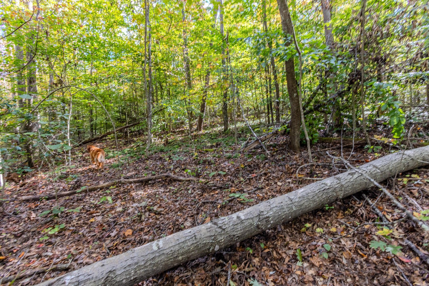 Image for SOLD $93,500 - 13 Acres Adjacent to the New River Gorge