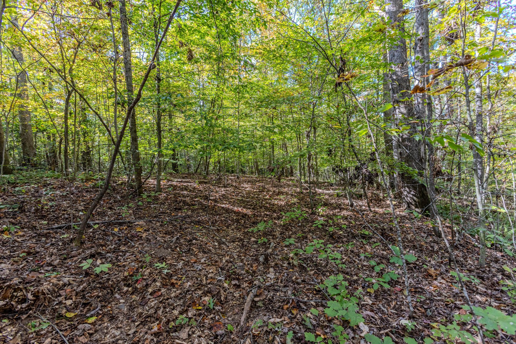 Image for SOLD $93,500 - 13 Acres Adjacent to the New River Gorge