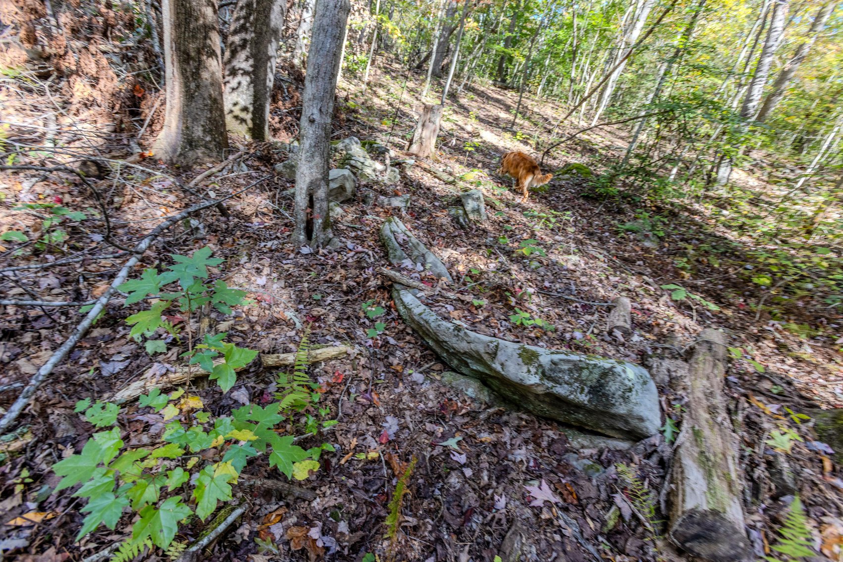 Image for SOLD $93,500 - 13 Acres Adjacent to the New River Gorge