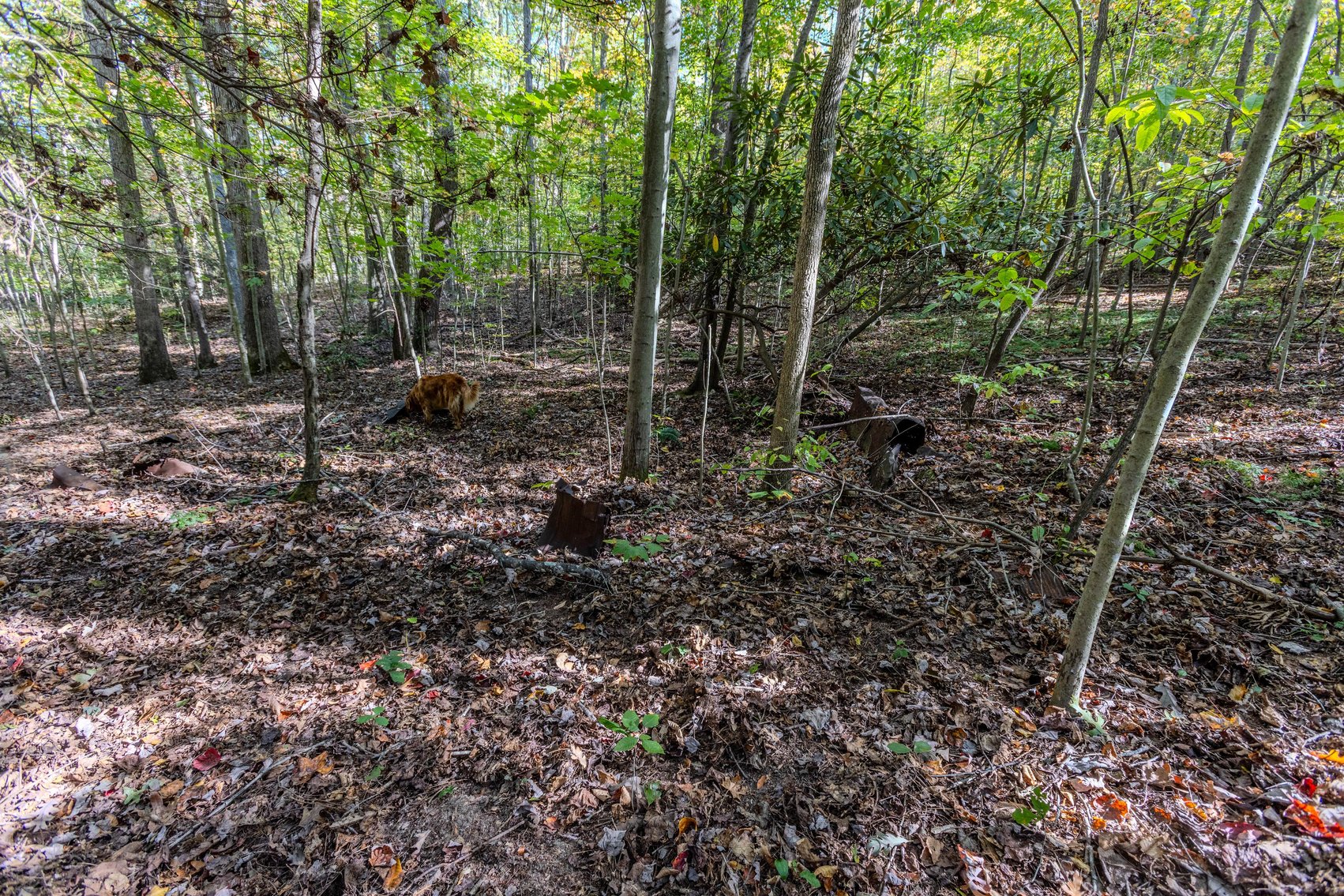 Image for SOLD $93,500 - 13 Acres Adjacent to the New River Gorge