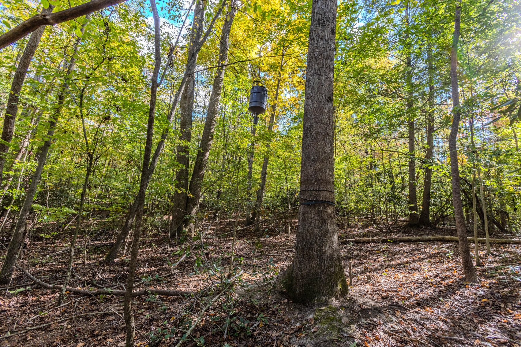 Image for SOLD $93,500 - 13 Acres Adjacent to the New River Gorge