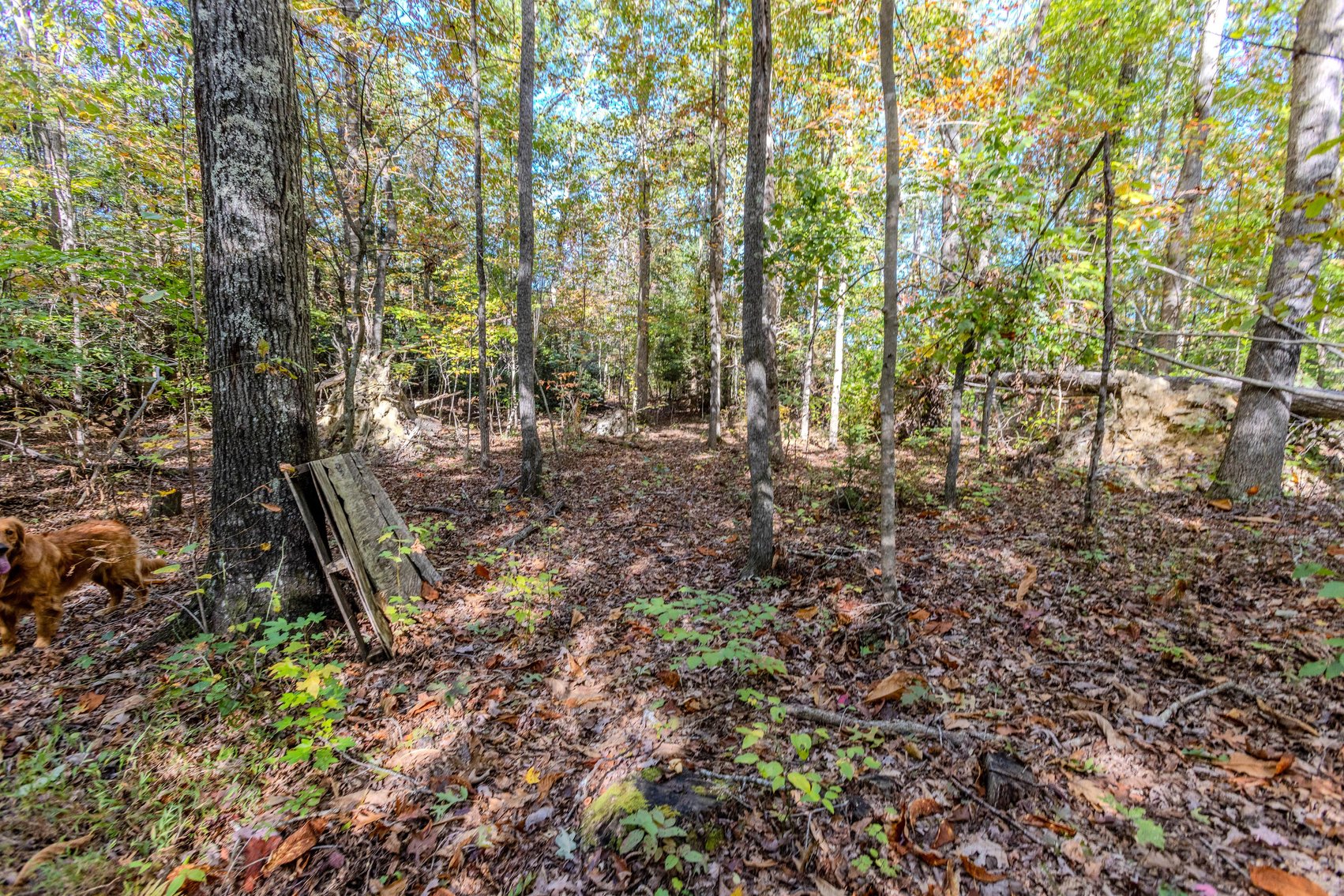 Image for SOLD $93,500 - 13 Acres Adjacent to the New River Gorge