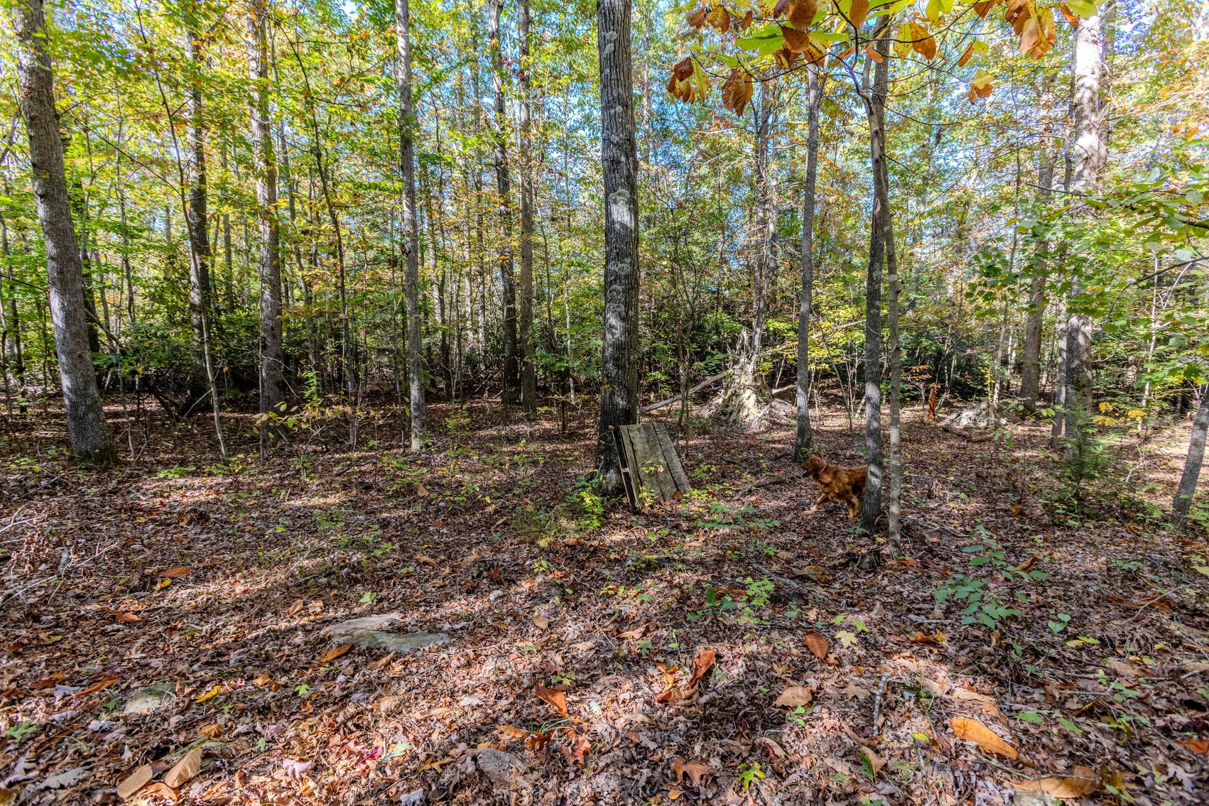 Image for SOLD $93,500 - 13 Acres Adjacent to the New River Gorge