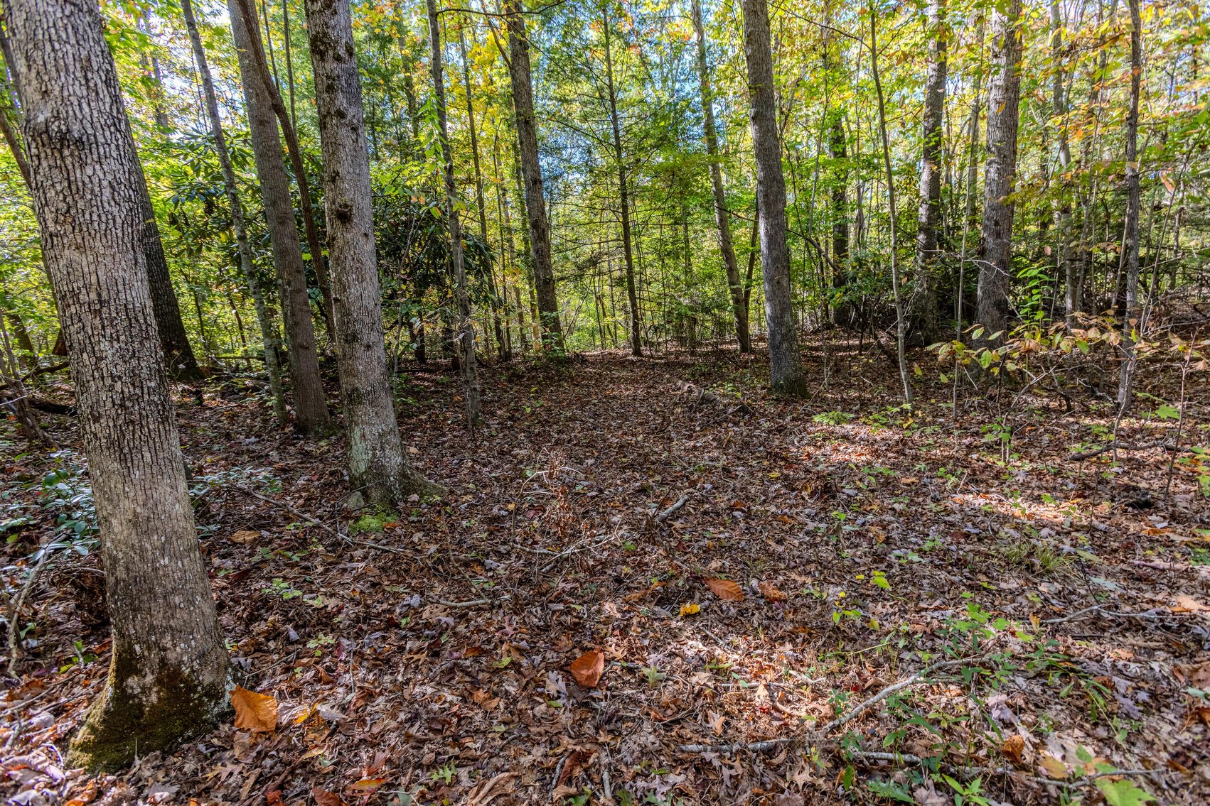 Image for SOLD $93,500 - 13 Acres Adjacent to the New River Gorge
