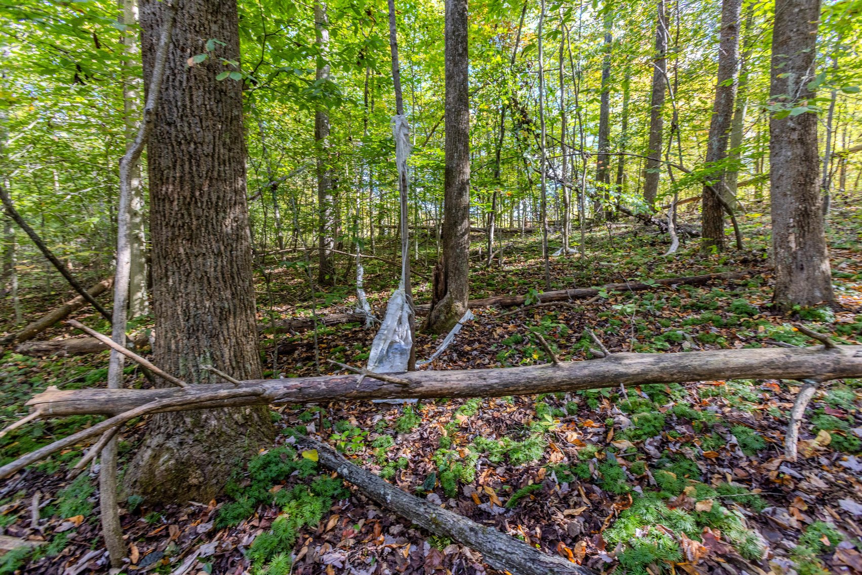 Image for SOLD $93,500 - 13 Acres Adjacent to the New River Gorge