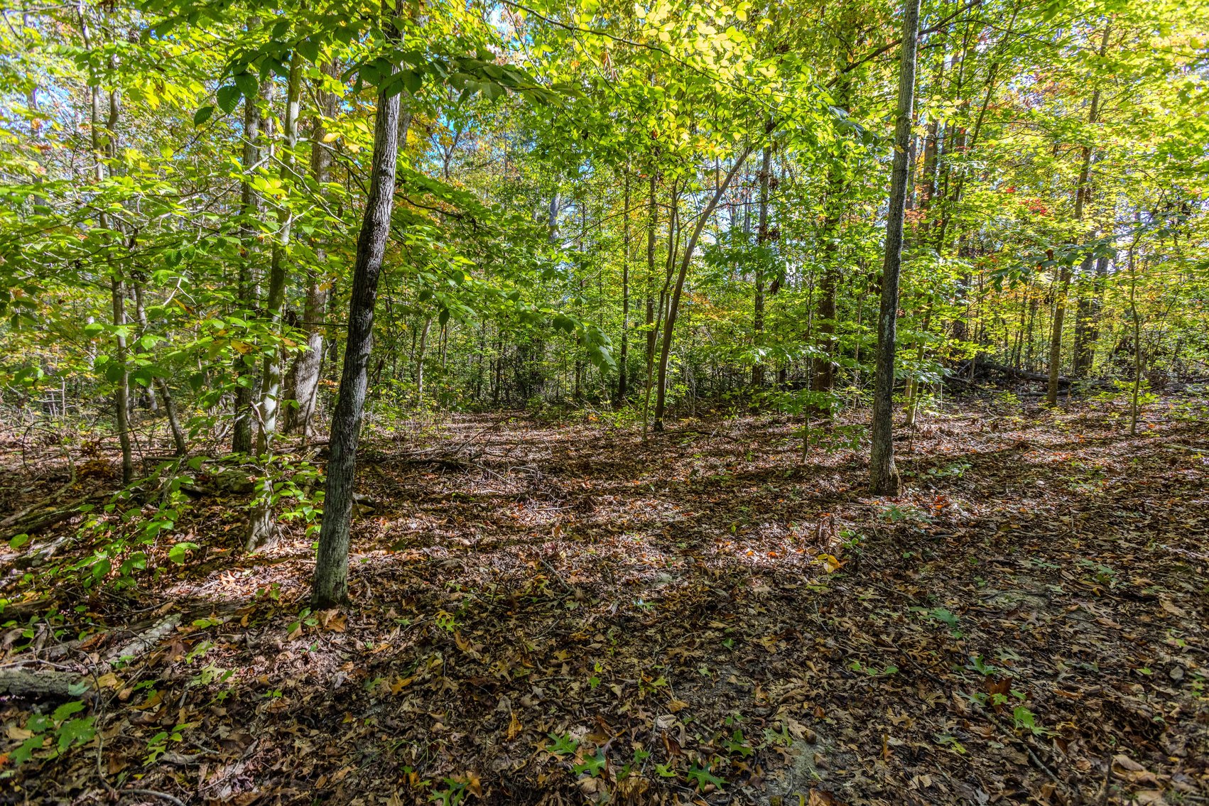 Image for SOLD $93,500 - 13 Acres Adjacent to the New River Gorge