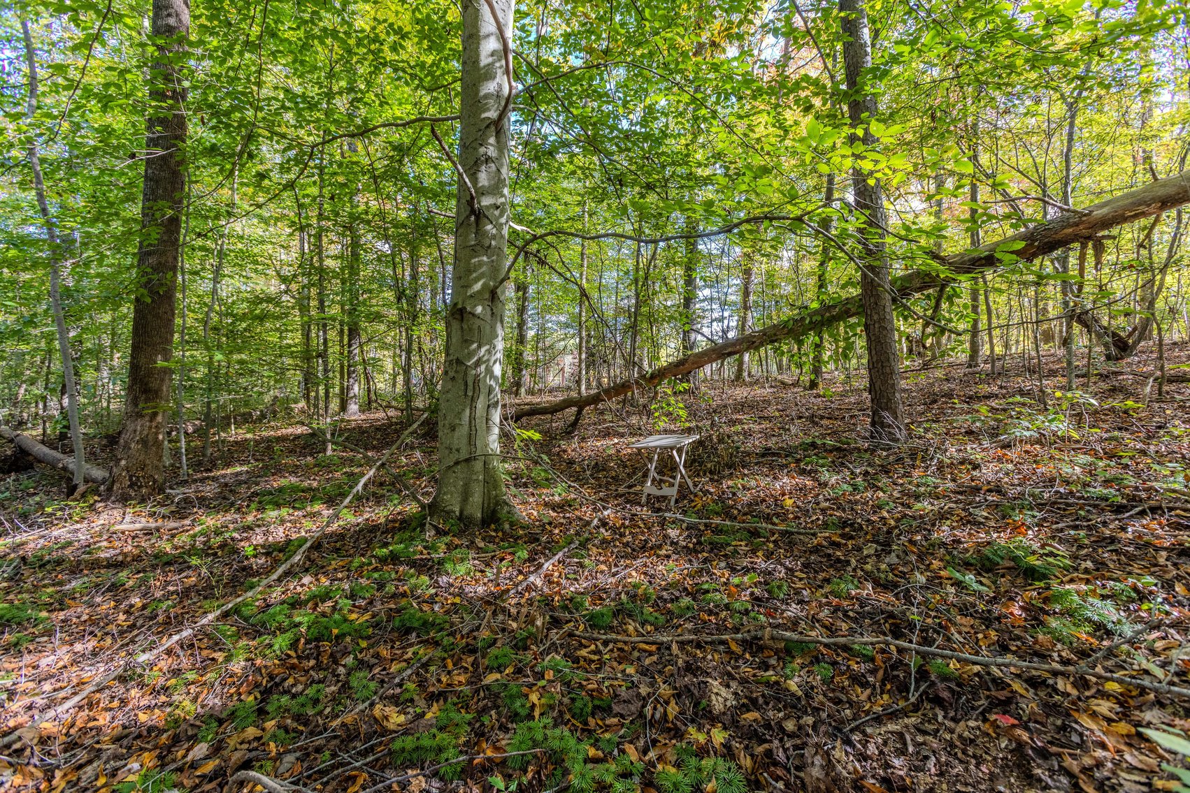 Image for SOLD $93,500 - 13 Acres Adjacent to the New River Gorge