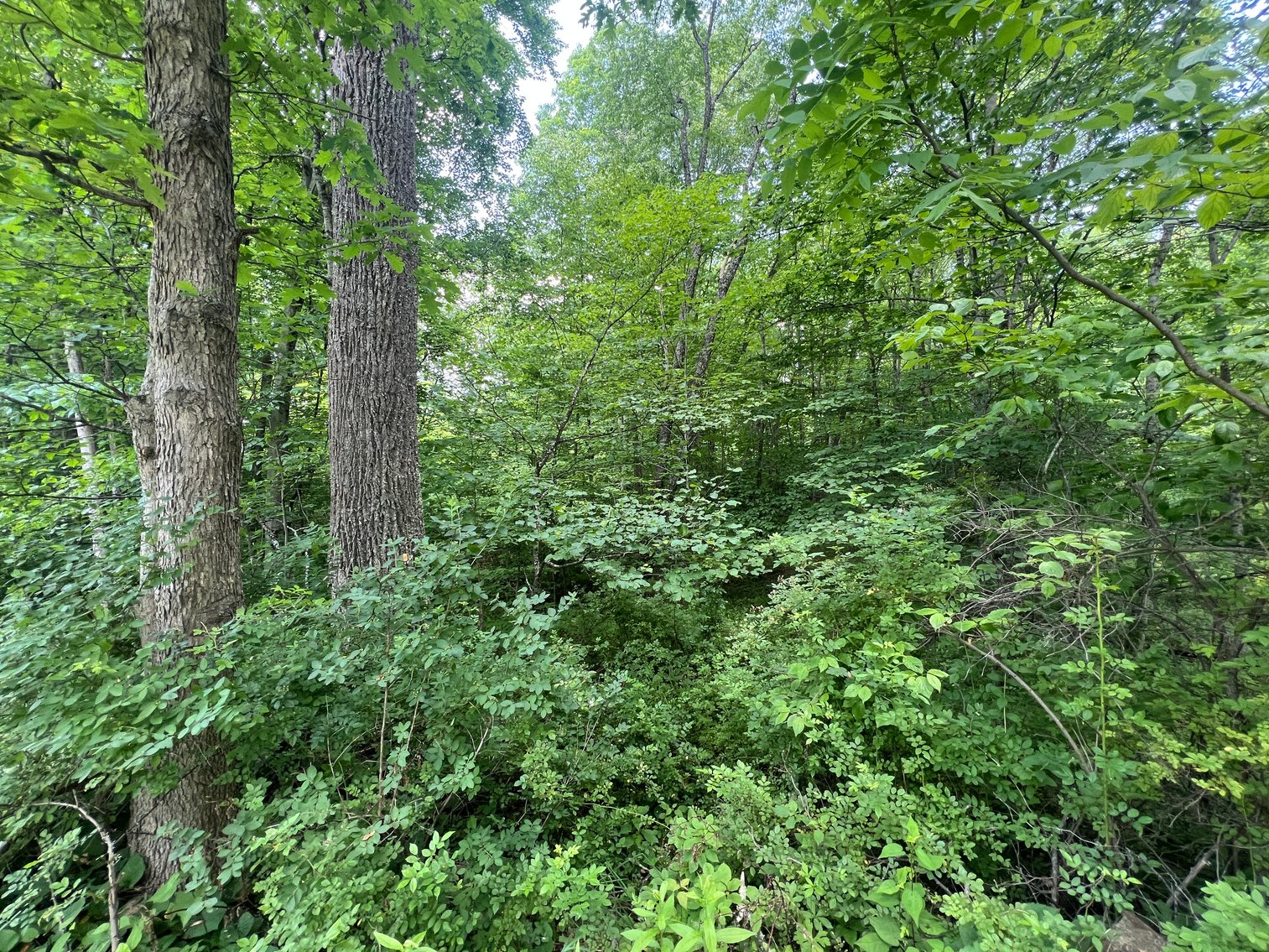 Image for SOLD $40,975 - 5 Surveyed Acres in Fayette County