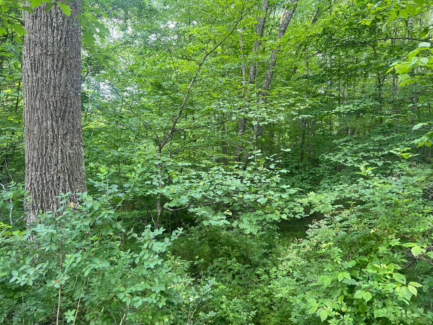 Image for SOLD $40,975 - 5 Surveyed Acres in Fayette County