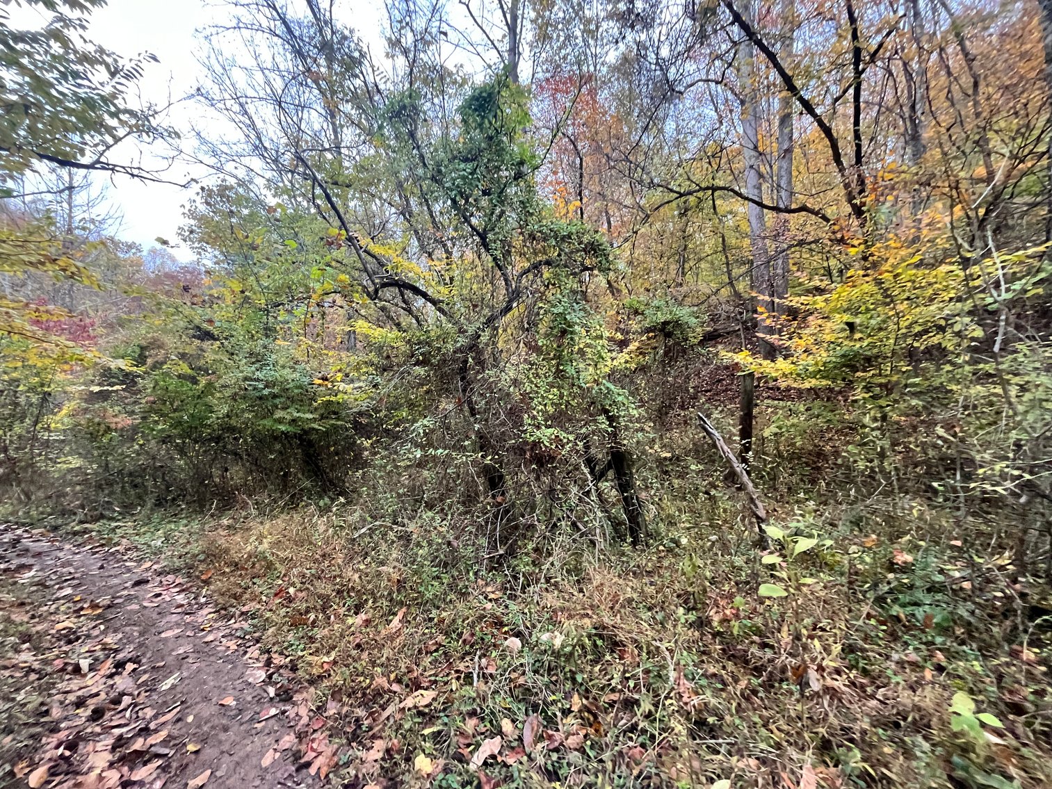 Image for SOLD $291,500 - 195 Acres with Timber & Minerals in Kanawha County