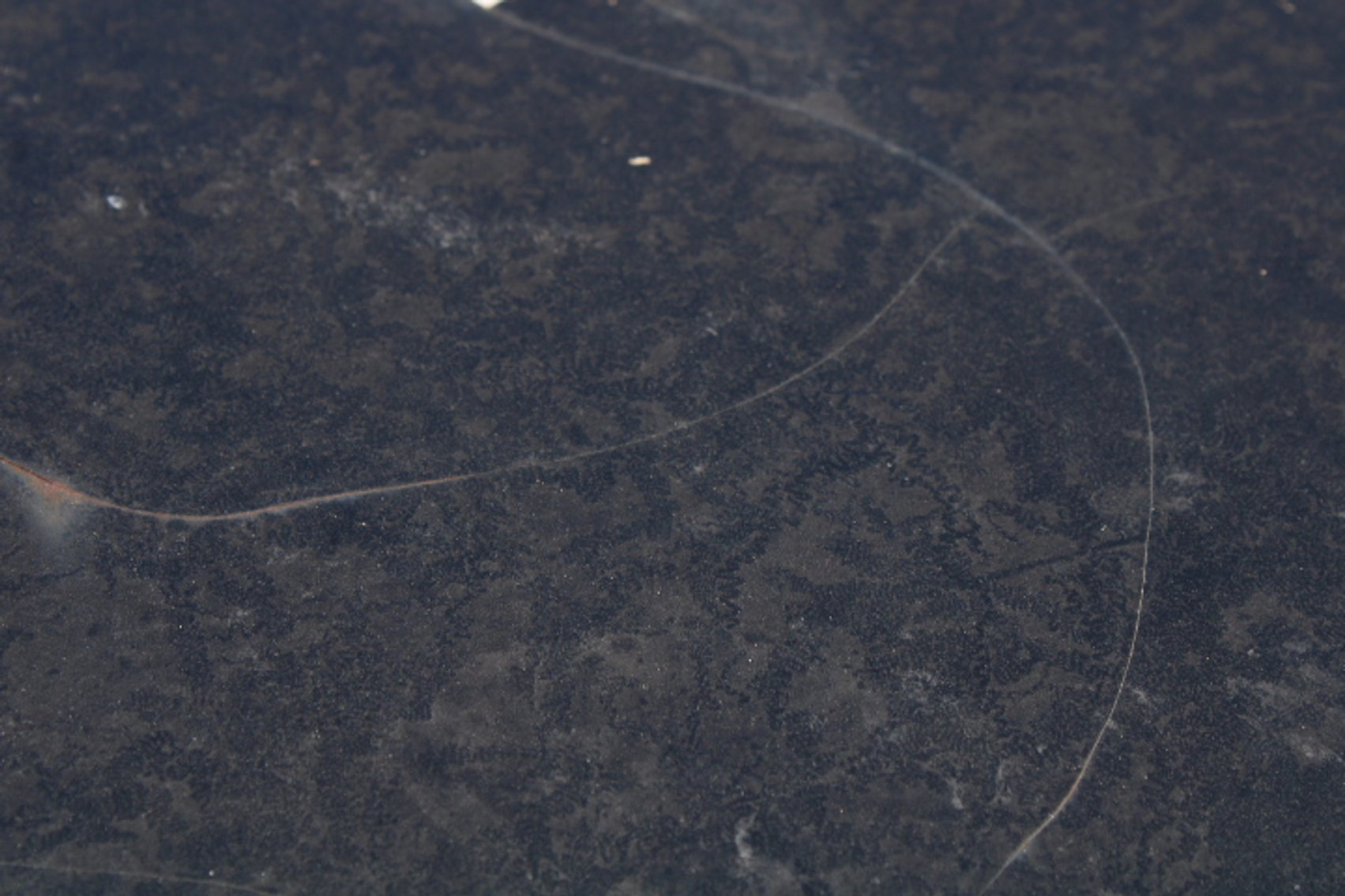 Image for 1950 Ford Custom 