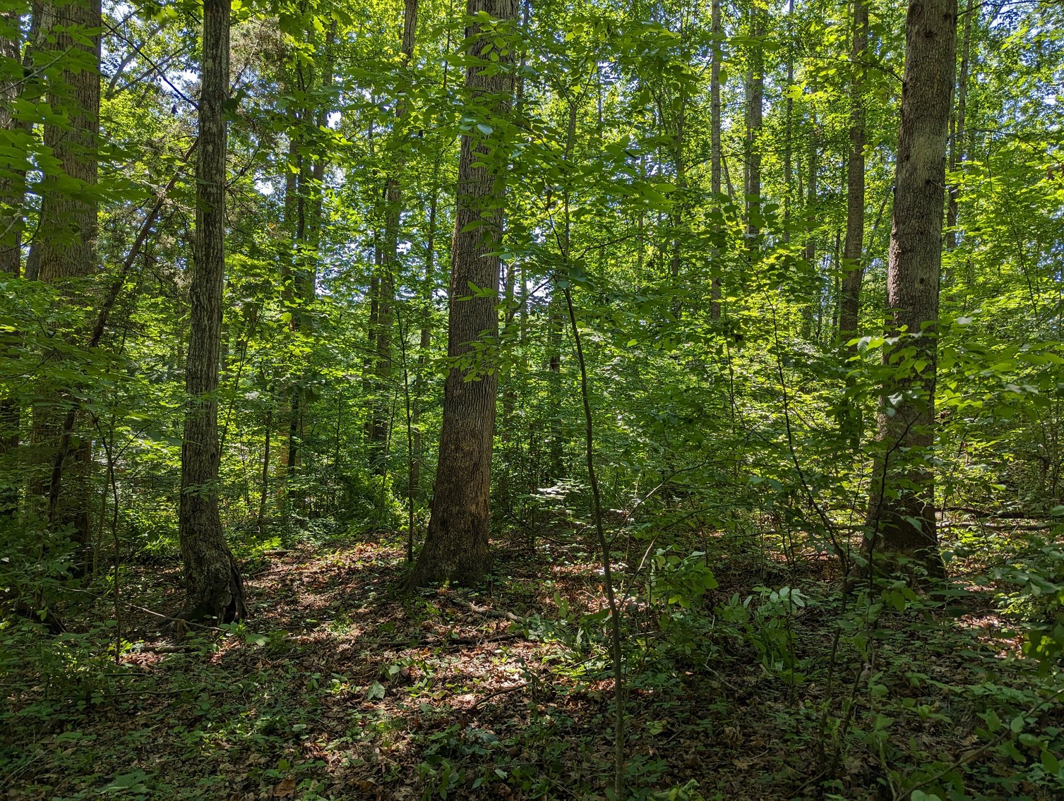 Image for Lake Anna Waterfront Property
