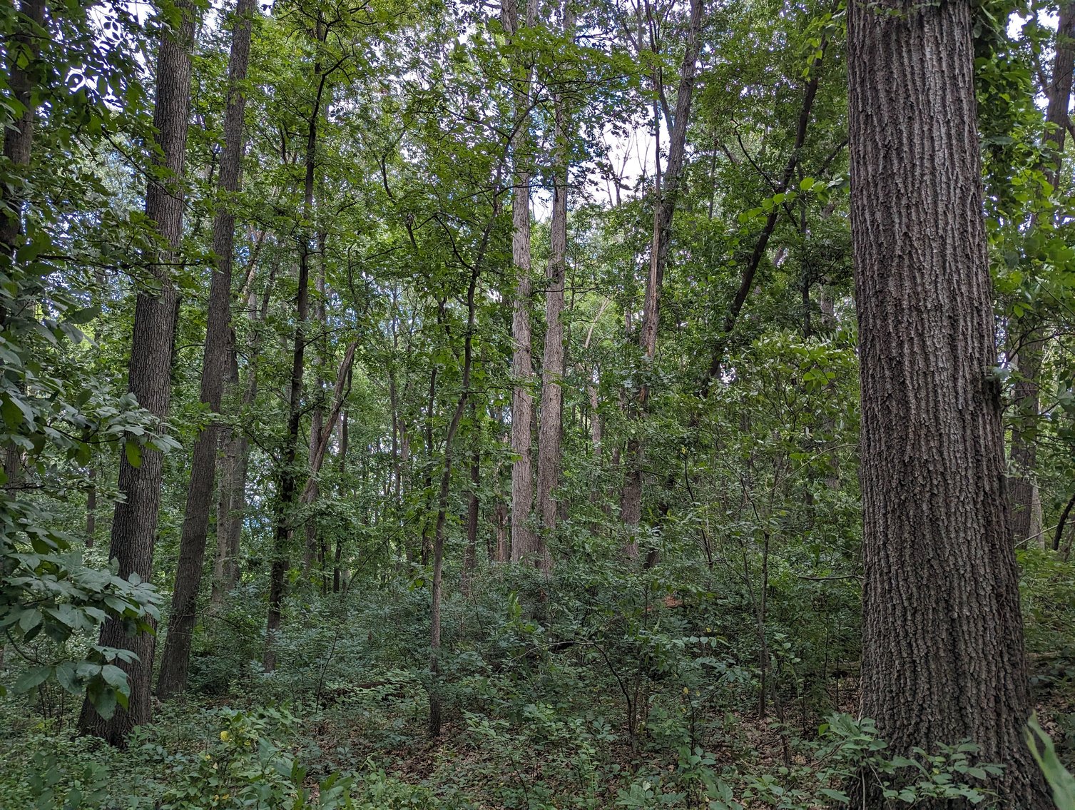 Image for Top Of The Mountain - 55 Acres Zoned SF Residential In Mount Sidney VA