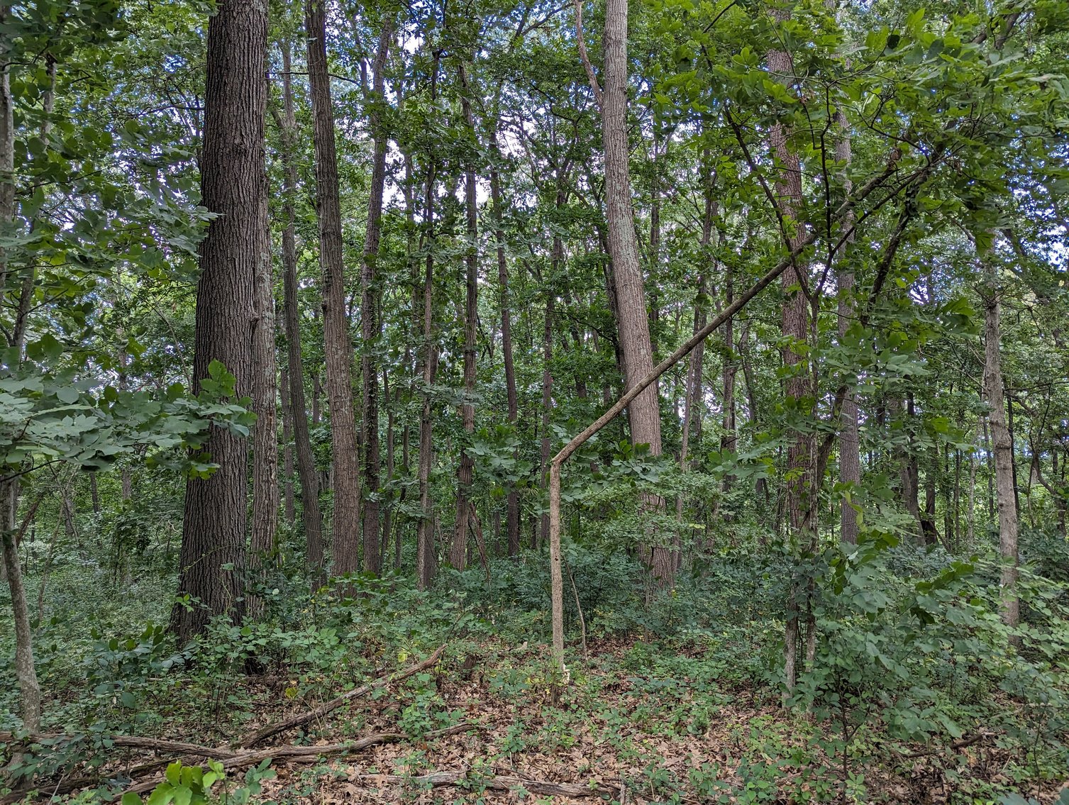 Image for Top Of The Mountain - 55 Acres Zoned SF Residential In Mount Sidney VA