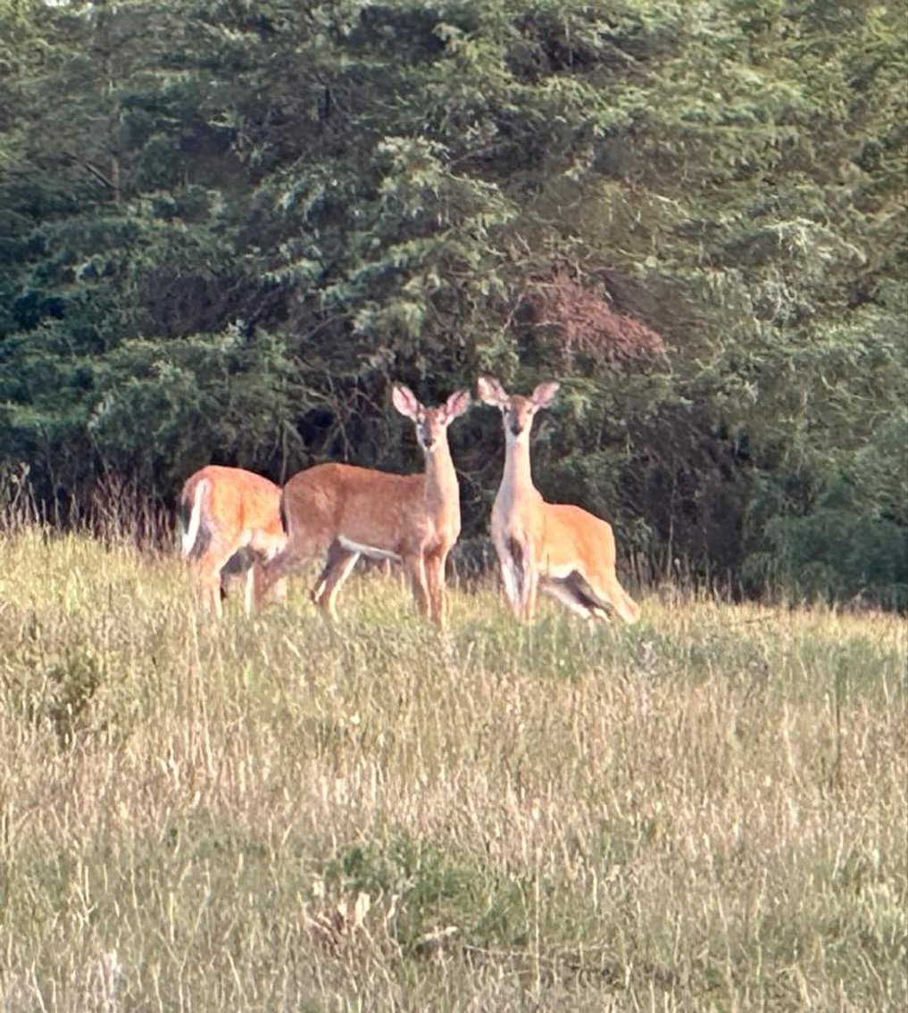 Image for 70 +/- Acres With Farmhouse And Outbuildings Near Singers Glen VA