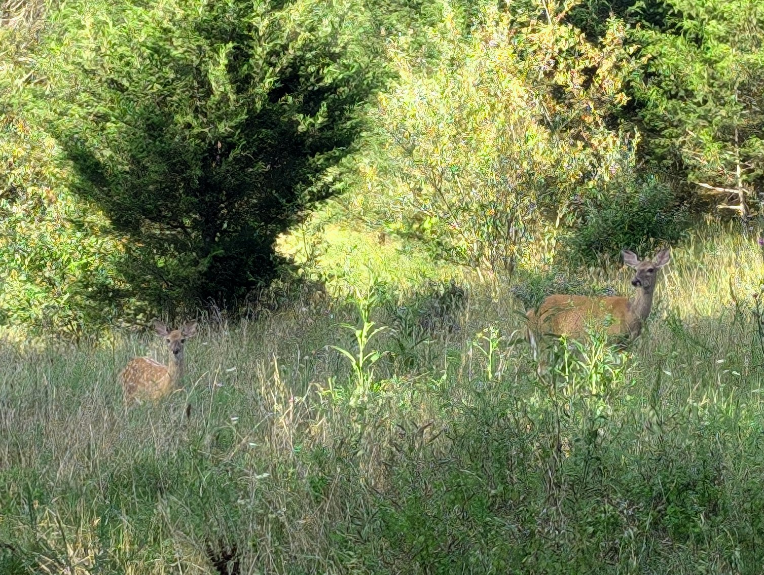Image for 70 +/- Acres With Farmhouse And Outbuildings Near Singers Glen VA