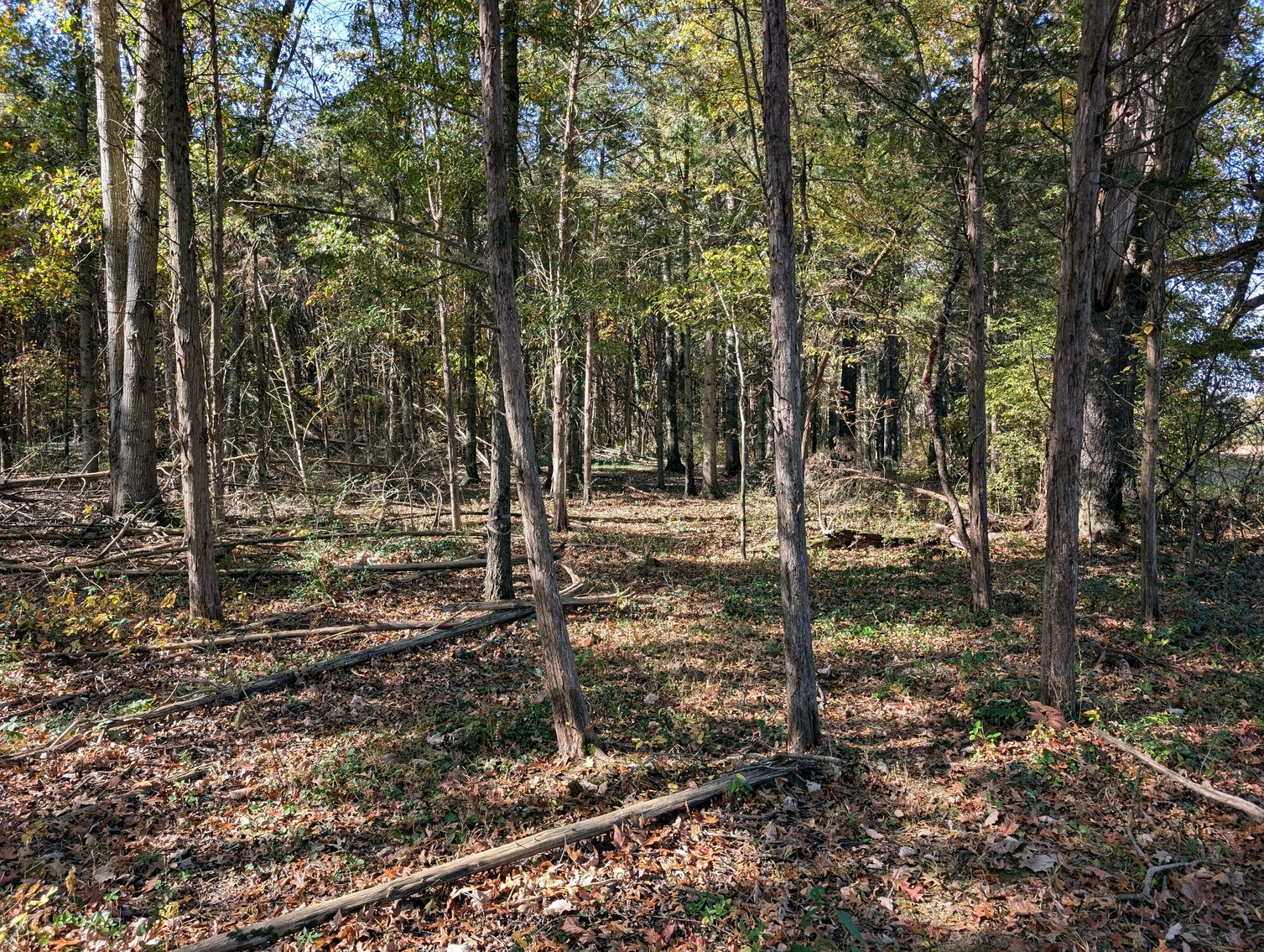 Image for 54.35 +/- Acres Of Land Near Bealeton VA