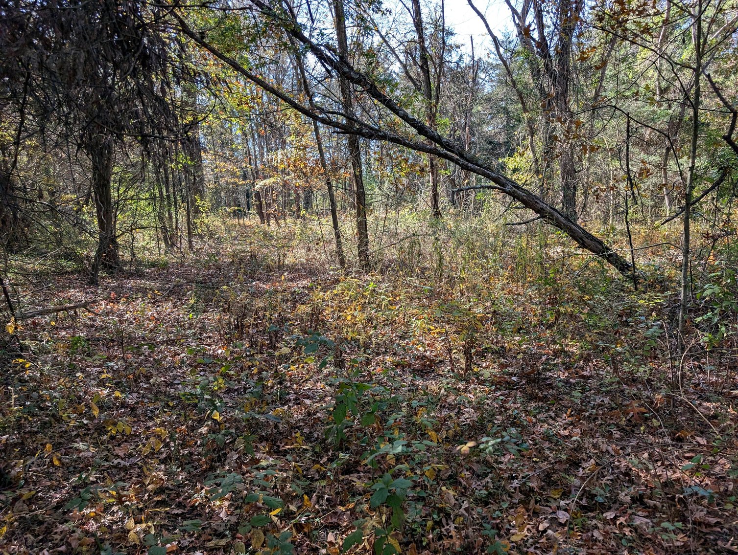 Image for 54.35 +/- Acres Of Land Near Bealeton VA