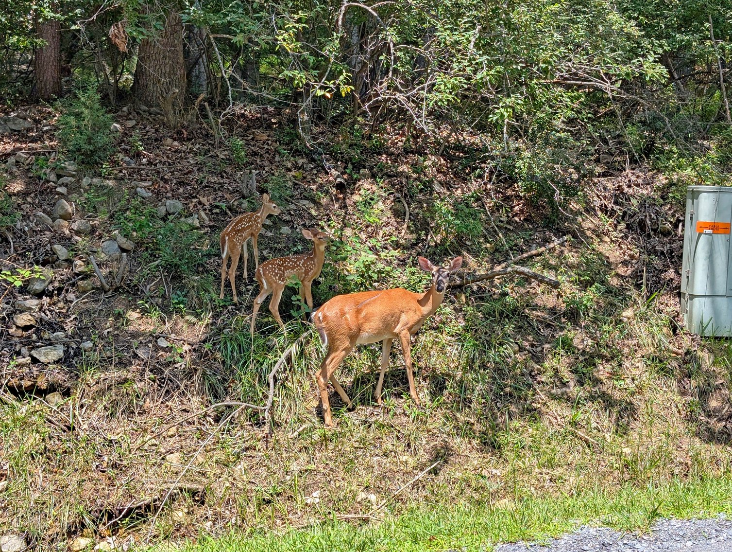 Image for Two Building Lots At Massanutten