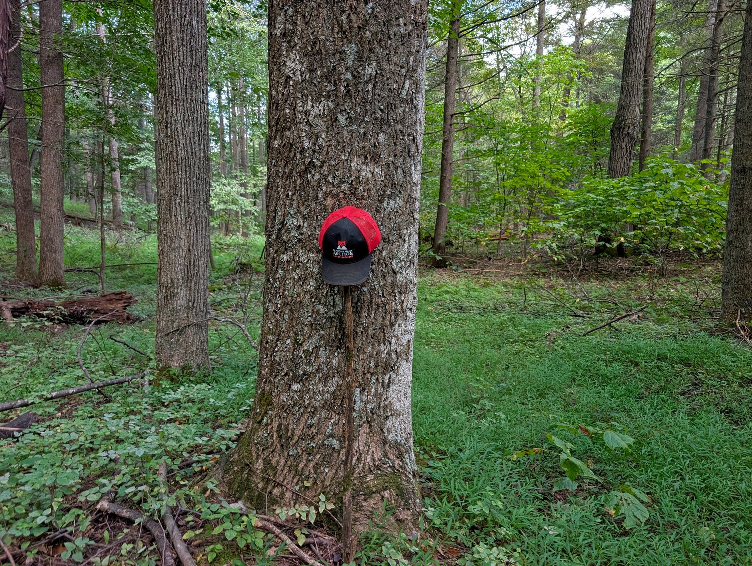 Image for Cabin On 60 Acres Near Criders VA