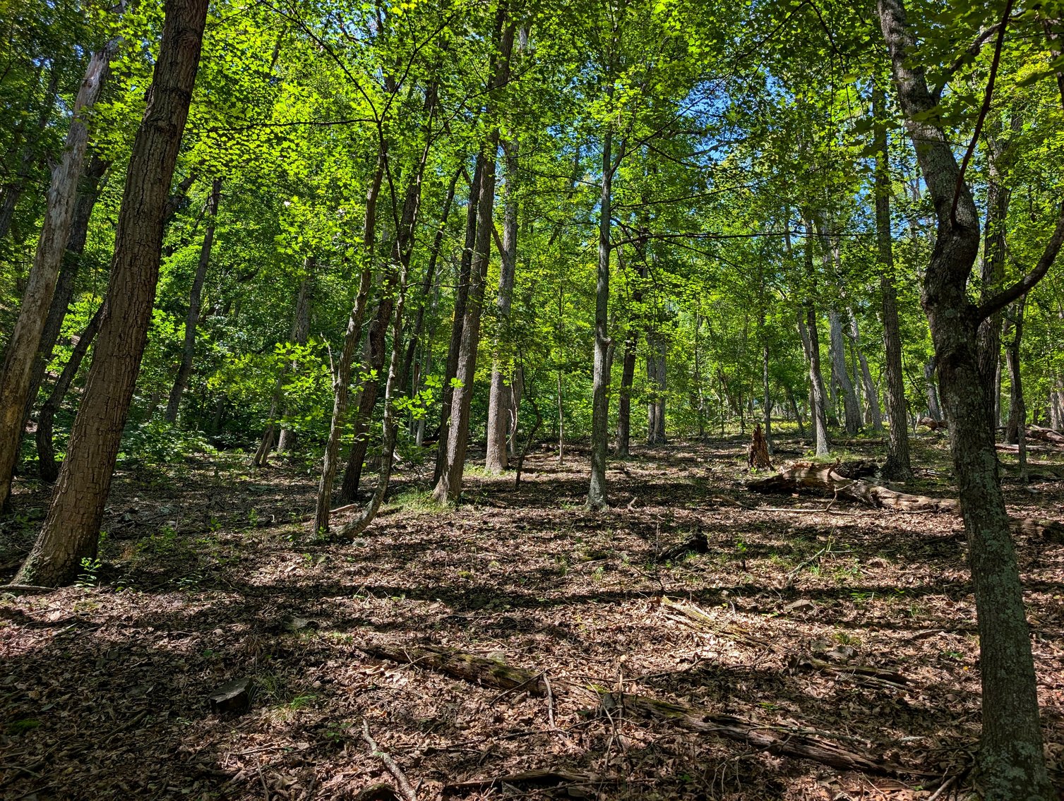 Image for Cabin On 60 Acres Near Criders VA