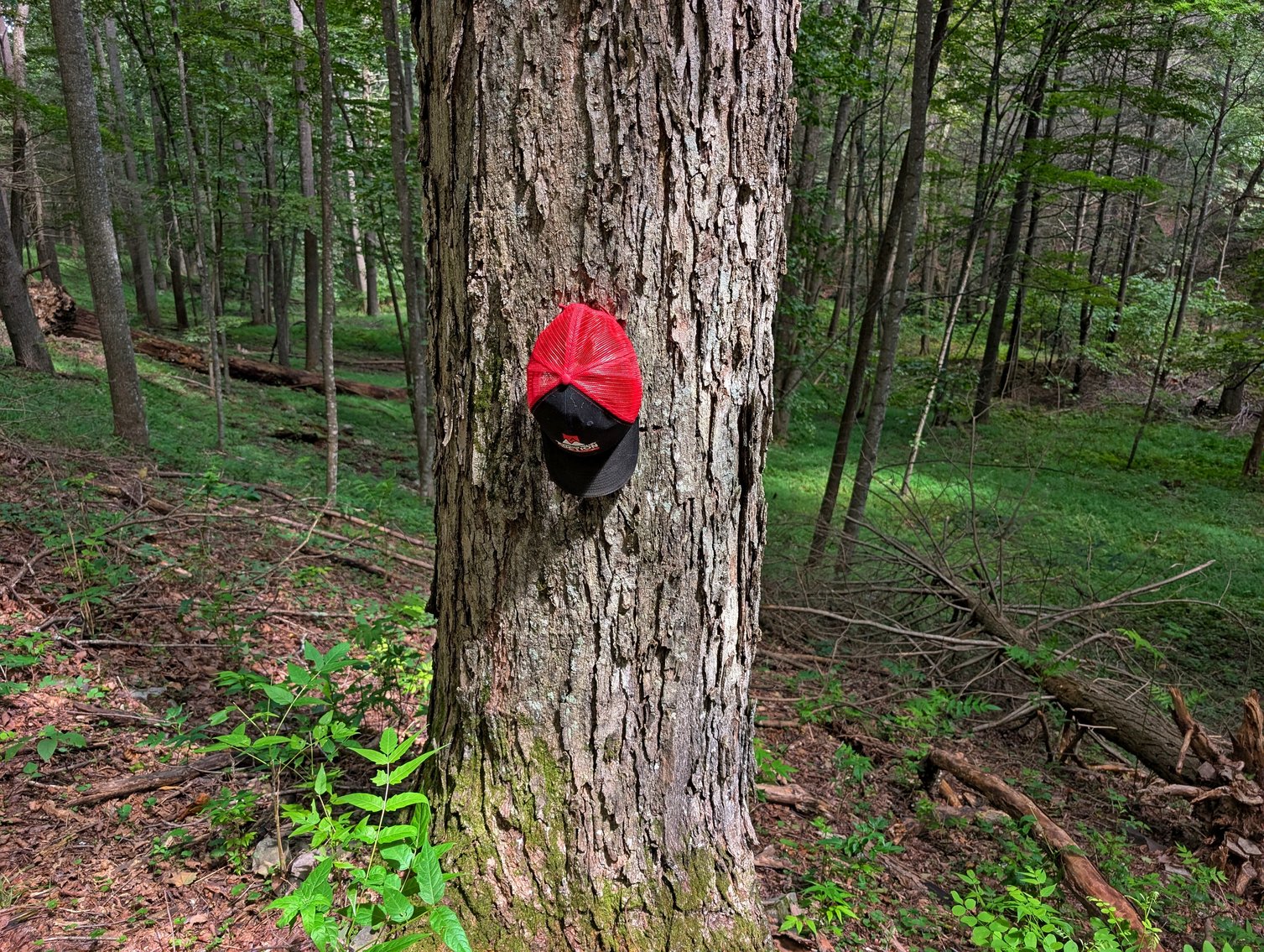 Image for Cabin On 60 Acres Near Criders VA