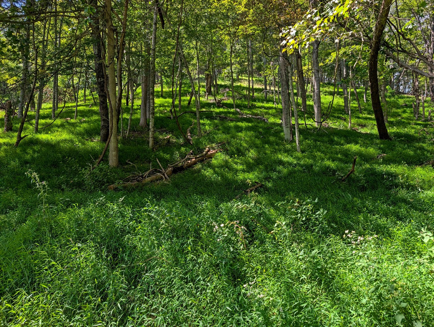 Image for Cabin On 60 Acres Near Criders VA