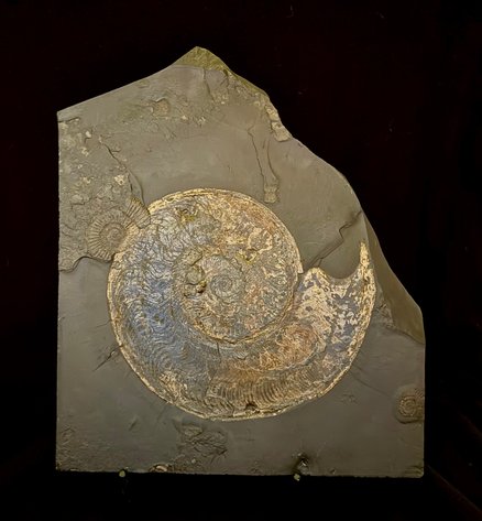 Image for Oklahoma Geological Foundation Rocks and Swing Fore STEM 2025 Silent Auction