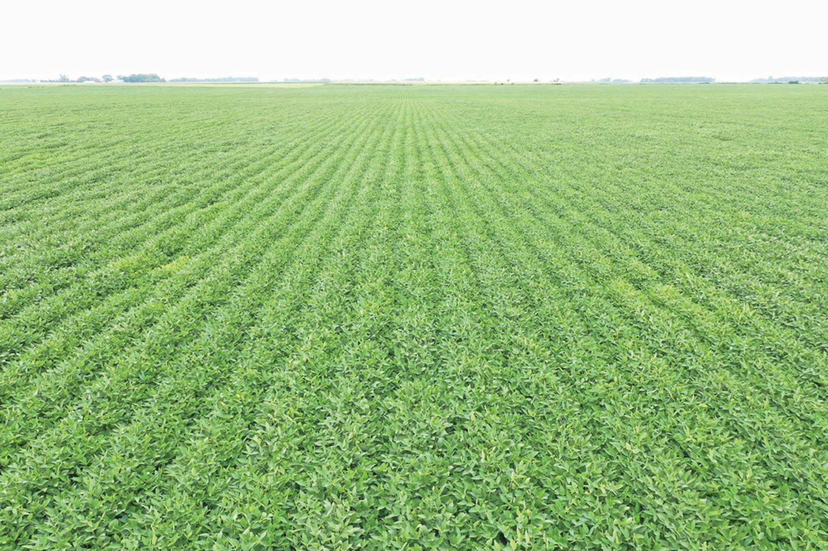 Image for Closed - Mower Co., MN - 73.37 Ac., m/l (020-0557-01)