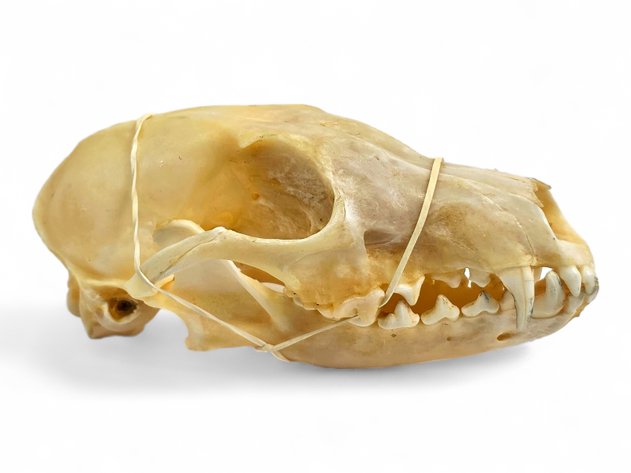 Red Fox Skull