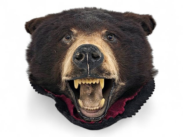 Taxidermy Black Bear Head Mount