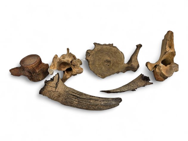 Fossilized Vertebrae & Horn Cores