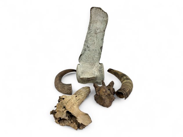 Fossilized Partial Whale Vertebra & Bison Skull, Horn Core & Sheath & More