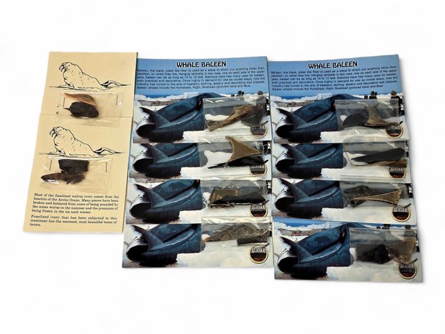 Fossilized Walrus Ivory & baleen Samples
