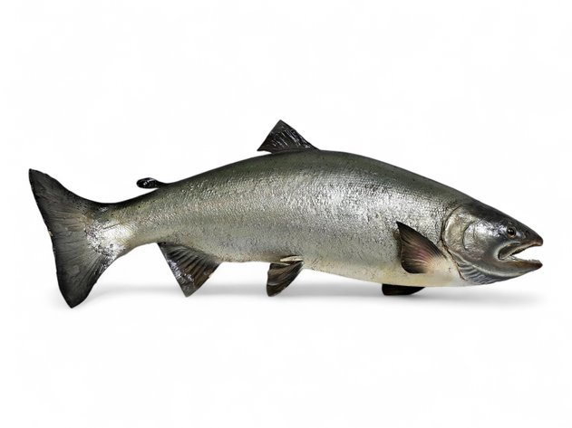 Chinook Salmon Taxidermy Mount