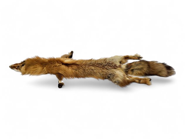 Red Fox Pelt